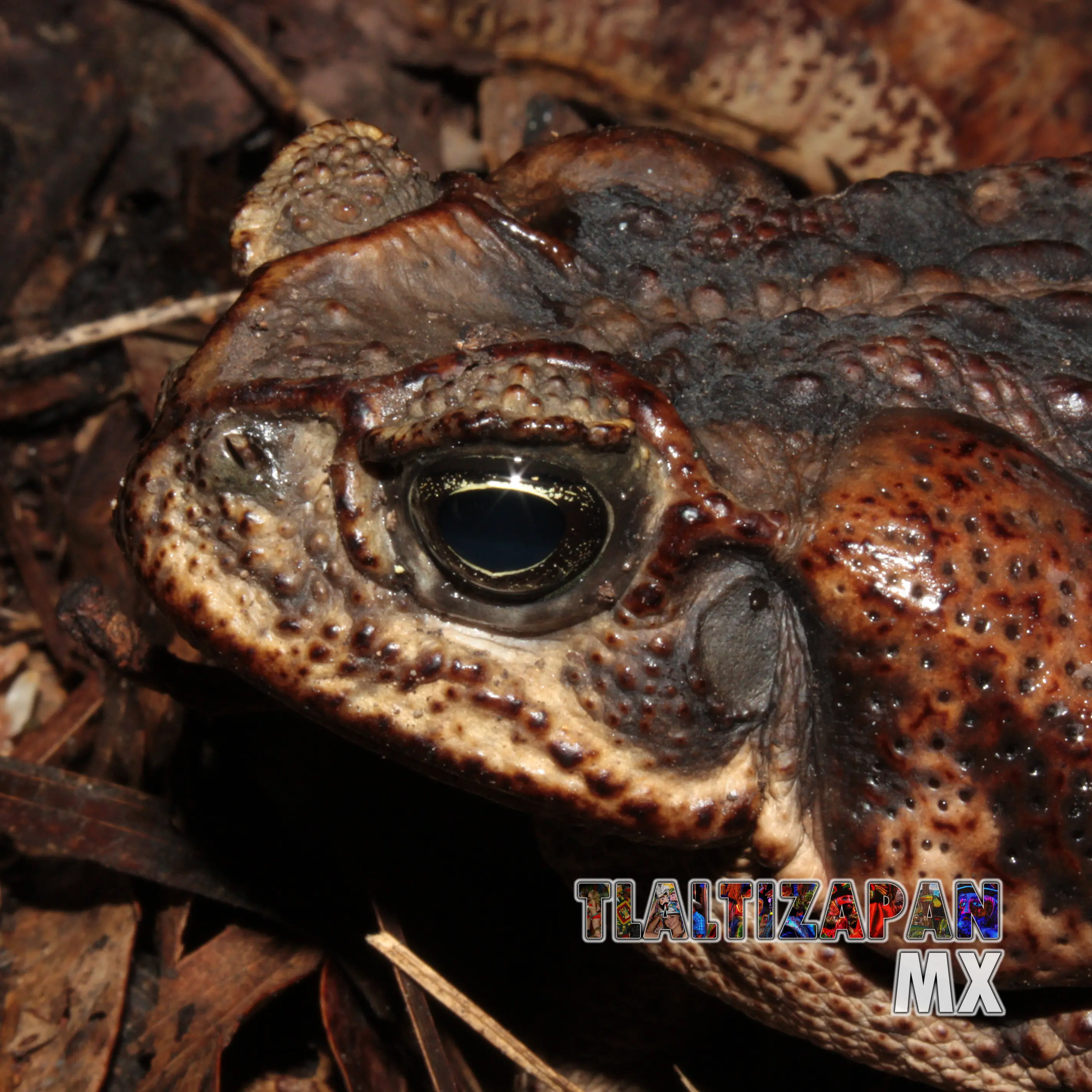 Ranas y sapos